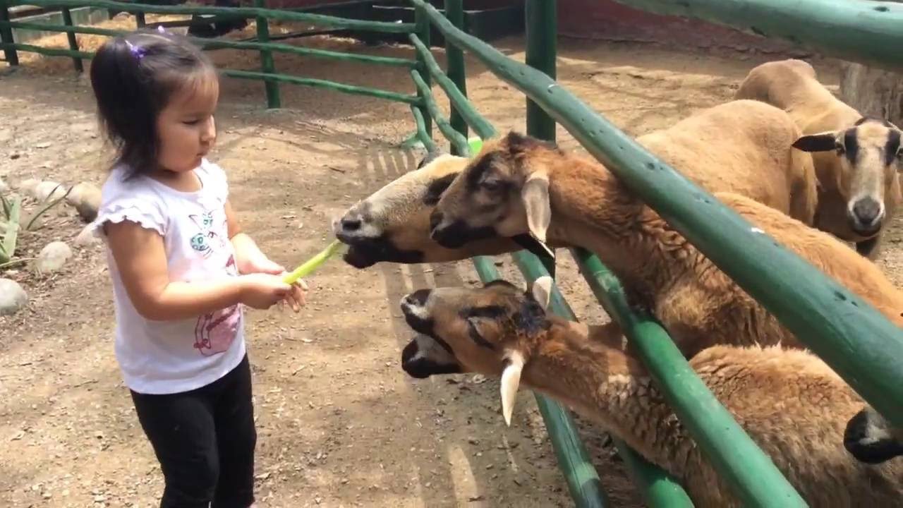 TODDLER FEEDING FARM ANIMALS IN PETTING ZOO - FEEDING ...