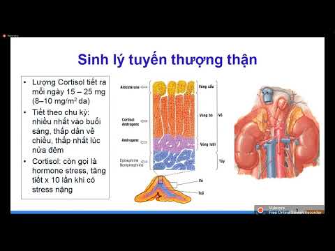 Suy thượng thận cấp | ThS. BS. Trần Thế Trung
