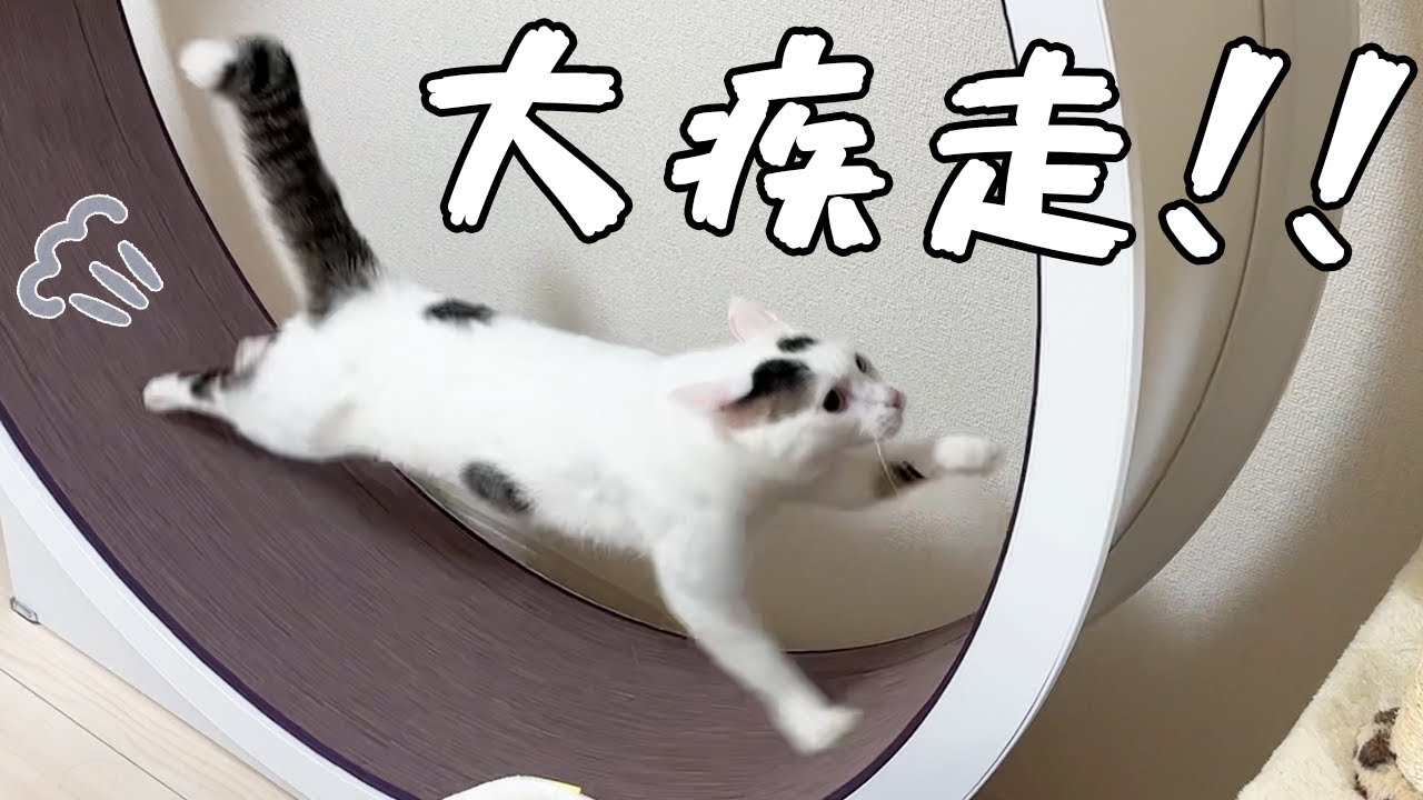 食後の猫たちが荒ぶりまくりで走りまくる！！
