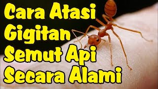 Cara Mengatasi Gigitan Semut Api Secara Alami