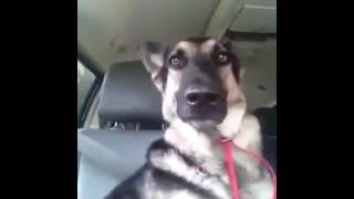 Dog Listening To Music, Perking Up His Ears