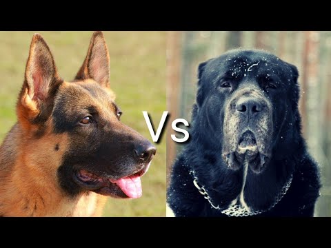 Немецкая овчарка против Алабай! КТО СИЛЬНЕЕ? German Shepherd VS Alabay! WHO IS STRONGER?