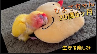 ［コザクラインコ］老鳥ひよこちゃんの生きる楽しみ〜飼い主だけが知る愛鳥の取説〜