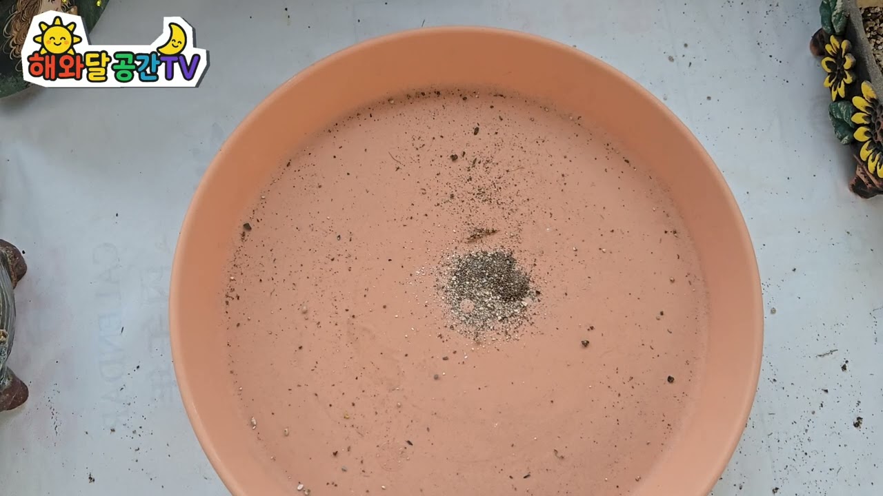 흙놀이 했어요 🐰🌵🌹🩵🍀