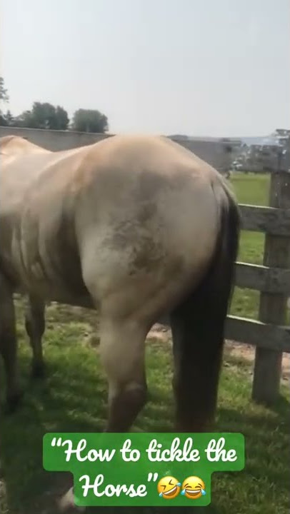 “How to tickle the Horse”🤣😂