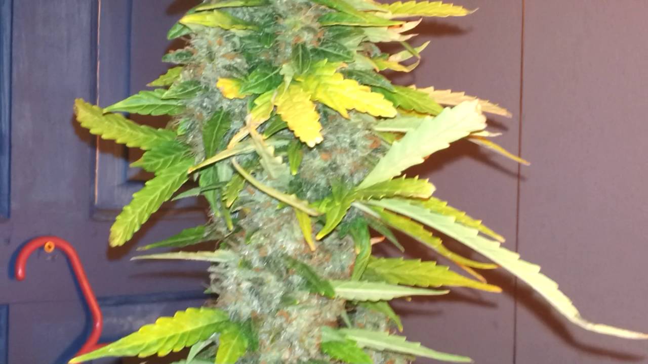 Jock horror auto day 75 from seed