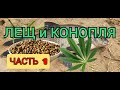 Лещ и конопля. Часть 1.