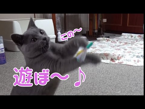 8ヶ月になるシャルトリューと新しい玩具で遊ぶとこんな感じになります           【Chartreux】