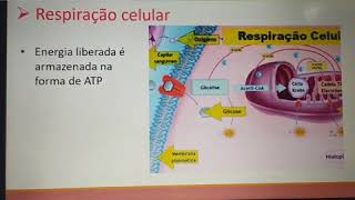 Respiração pulmonar e celular