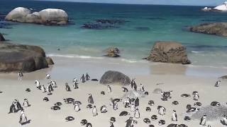 Boulders beach.Penguin colony