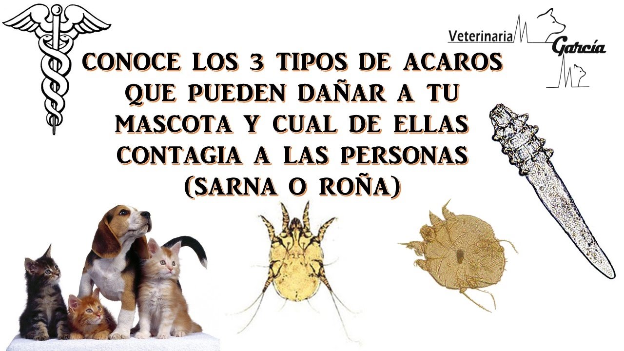 la sarna se contagia de humanos a perros la sarna se contagia de humanos a perros
