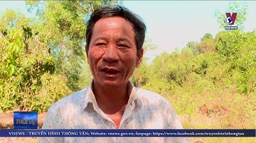 “TRINH NỮ ĐẦM LẦY” XÂM LẤN HỒ TRỊ AN