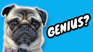 Are Dogs Smart? Dog Challenge with Pangpang the Pug