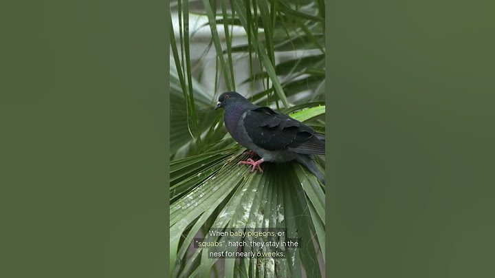 Why You Never See Baby Pigeons