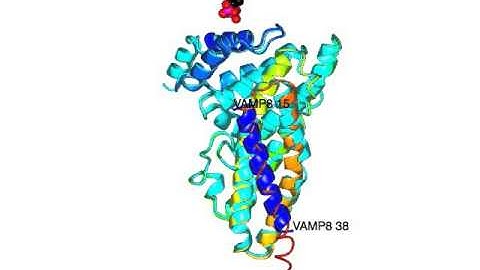 Epsin, AP180 N terminal homology domain for PIP2 binding (with sound)