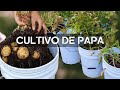 Cmo cultivar papa en casa con poco espaciocultivo desde la siembra hasta la cosecha