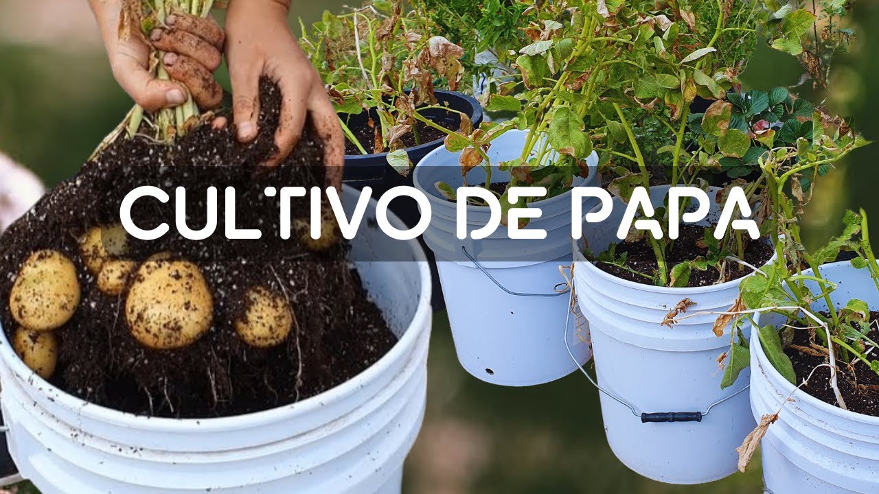 Como hacer germinar semillas de tomate en 5 dias