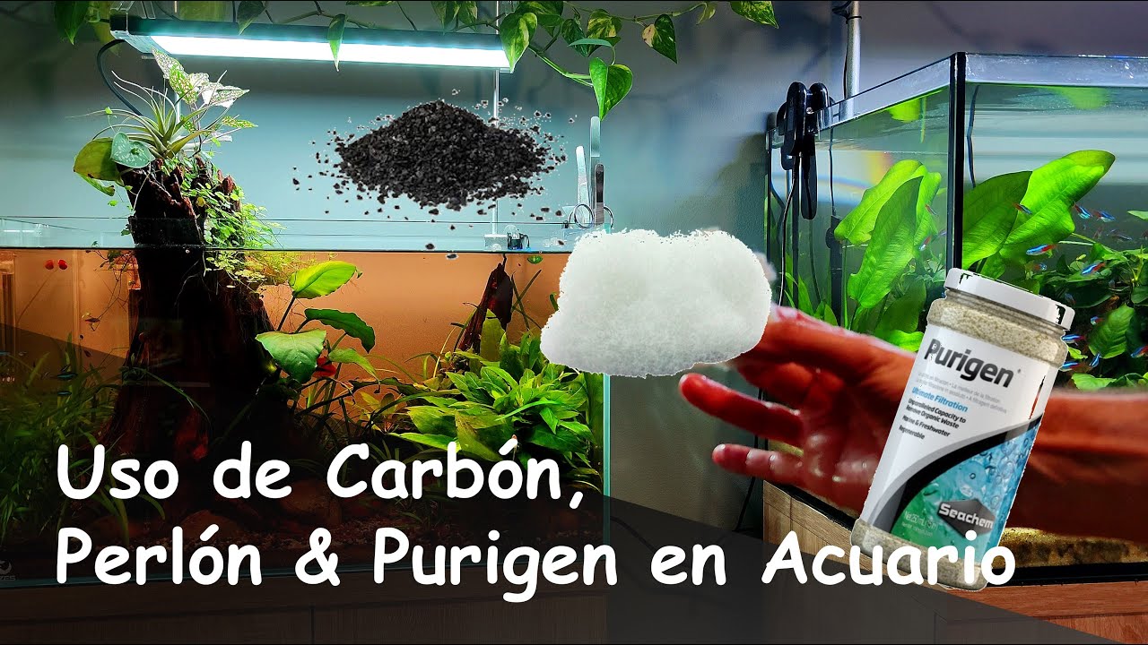 Por qué NO DEBEMOS USAR Carbón Activo, Perlón o Purigen en Acuarios Plantados
