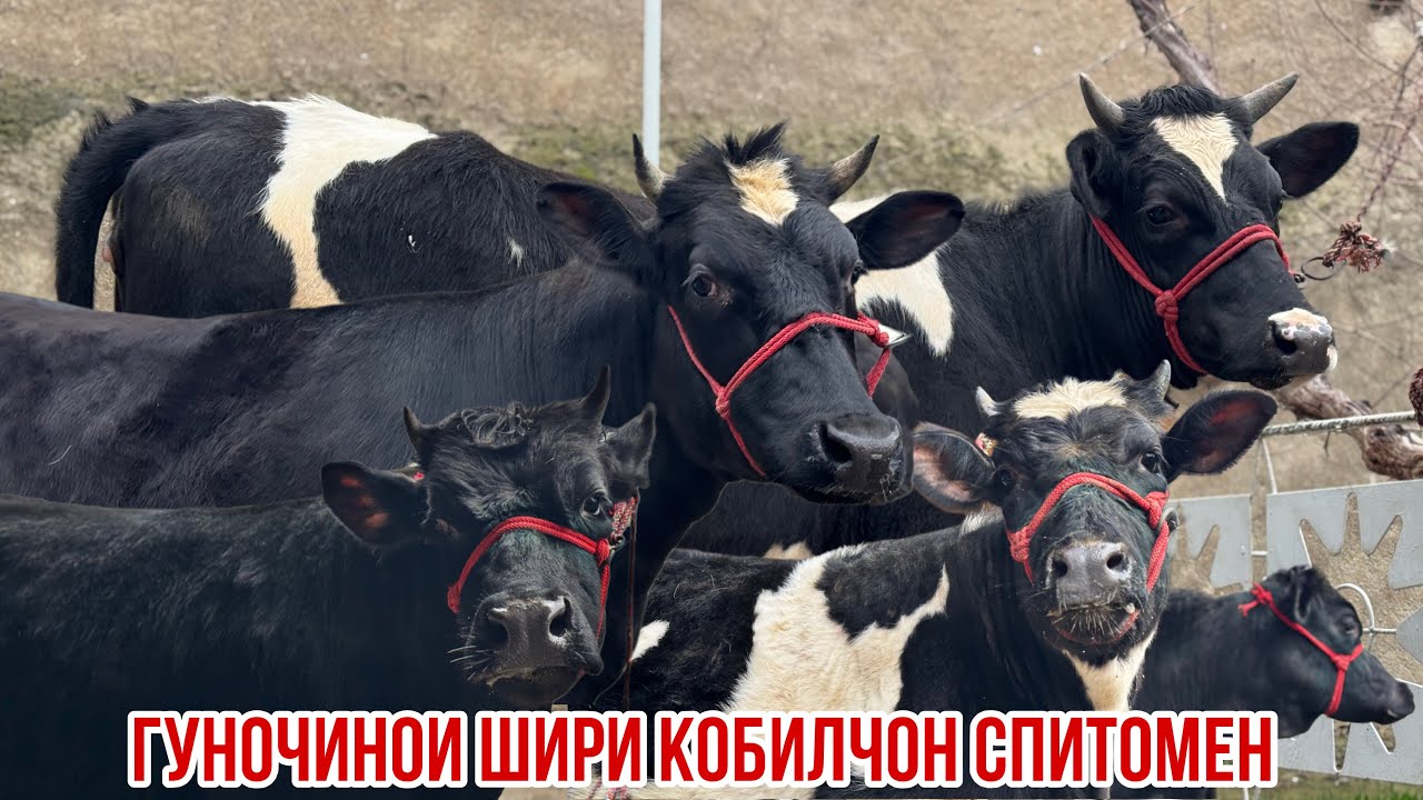 Гуночинои шири ферма 26 февраля 2026 г.