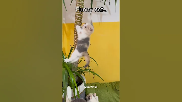 Watch the video about He fell down with silliness😻 #cat #catlovers #kitten #compilation #cutecat #pets #shorts