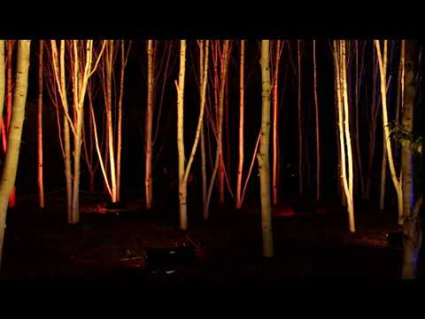 Anglesey Abbey Winter Lights 2019 Colour Changing Birches 2