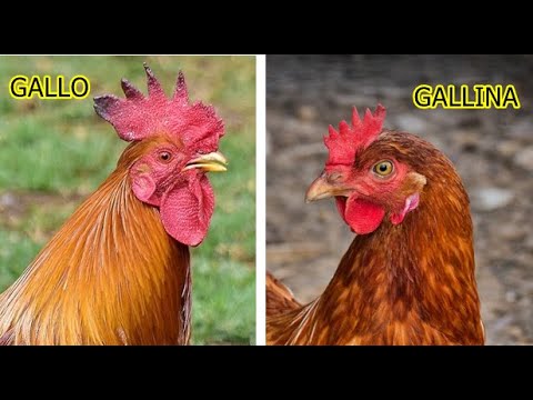 Las diferencias entre los gallos y las gallinas.