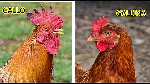 ¿Cómo saber si una gallina es un gallo?