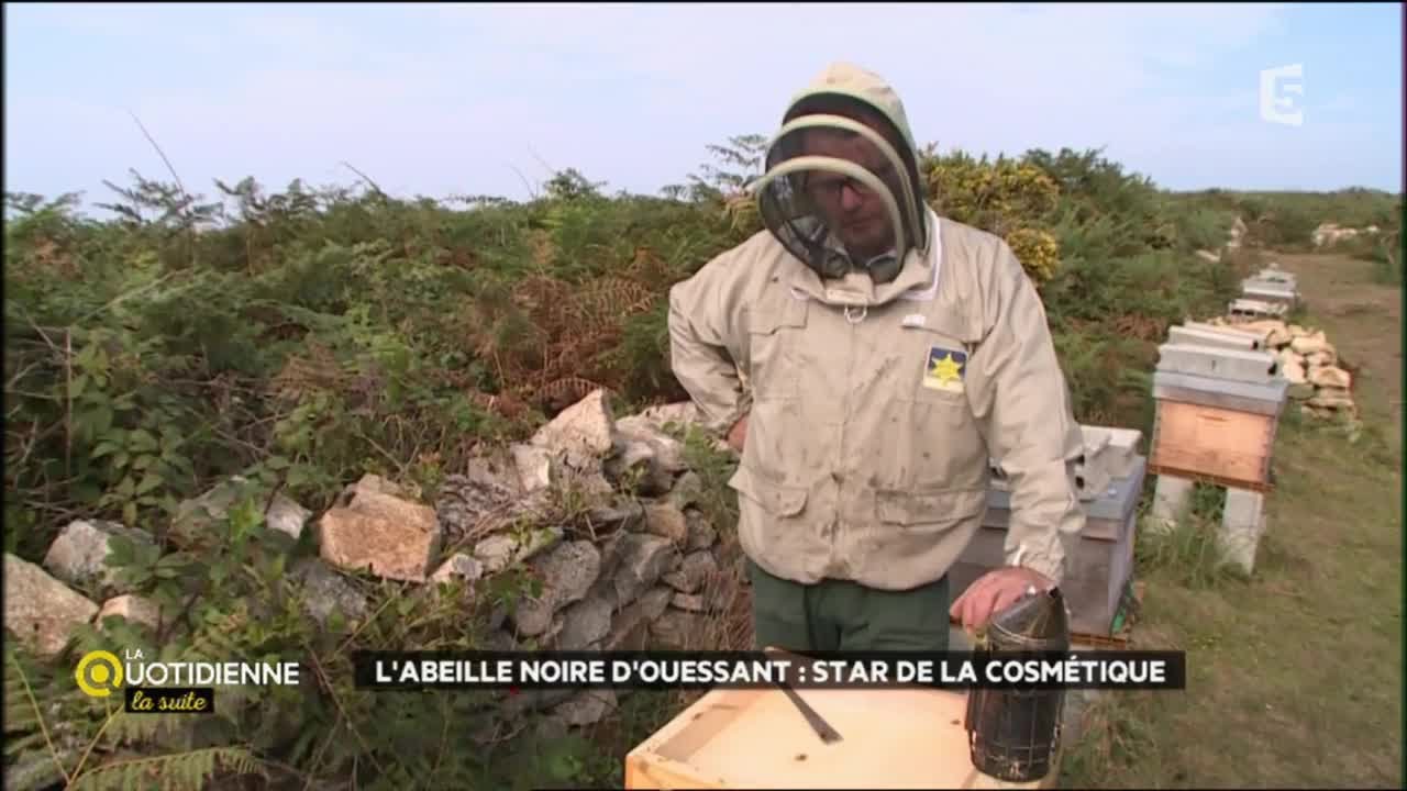 Guerlain et les abeilles noires d'Ouessant