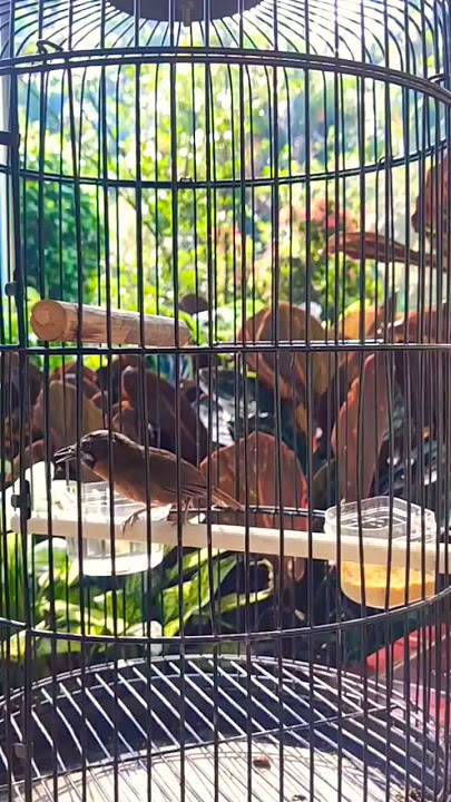 Kicauan burung Tepus Lurik