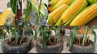 Good Idea || Recycle Old Tires to Grow Sweet Corn at home || Farming at home