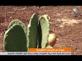 بعيداً عن الزراعات التقليدية | مزارع في قرية داما بريف السويداء يعتمد زراعة التين الشوكي المهجن
