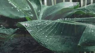 Enjoy the rains with this peaceful melody...
