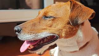 Video 8K. Testing phone Xiaomi 15 Ultra