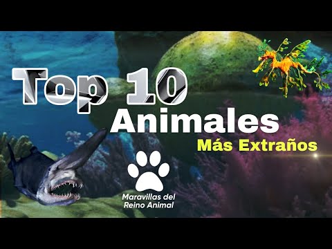 'Los 10 animales