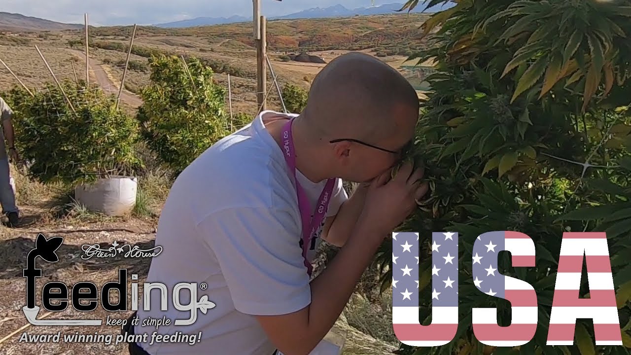 How Green House Feeding increases yield and quality - Growers Experiences