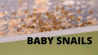 Hatching Baby Snails!