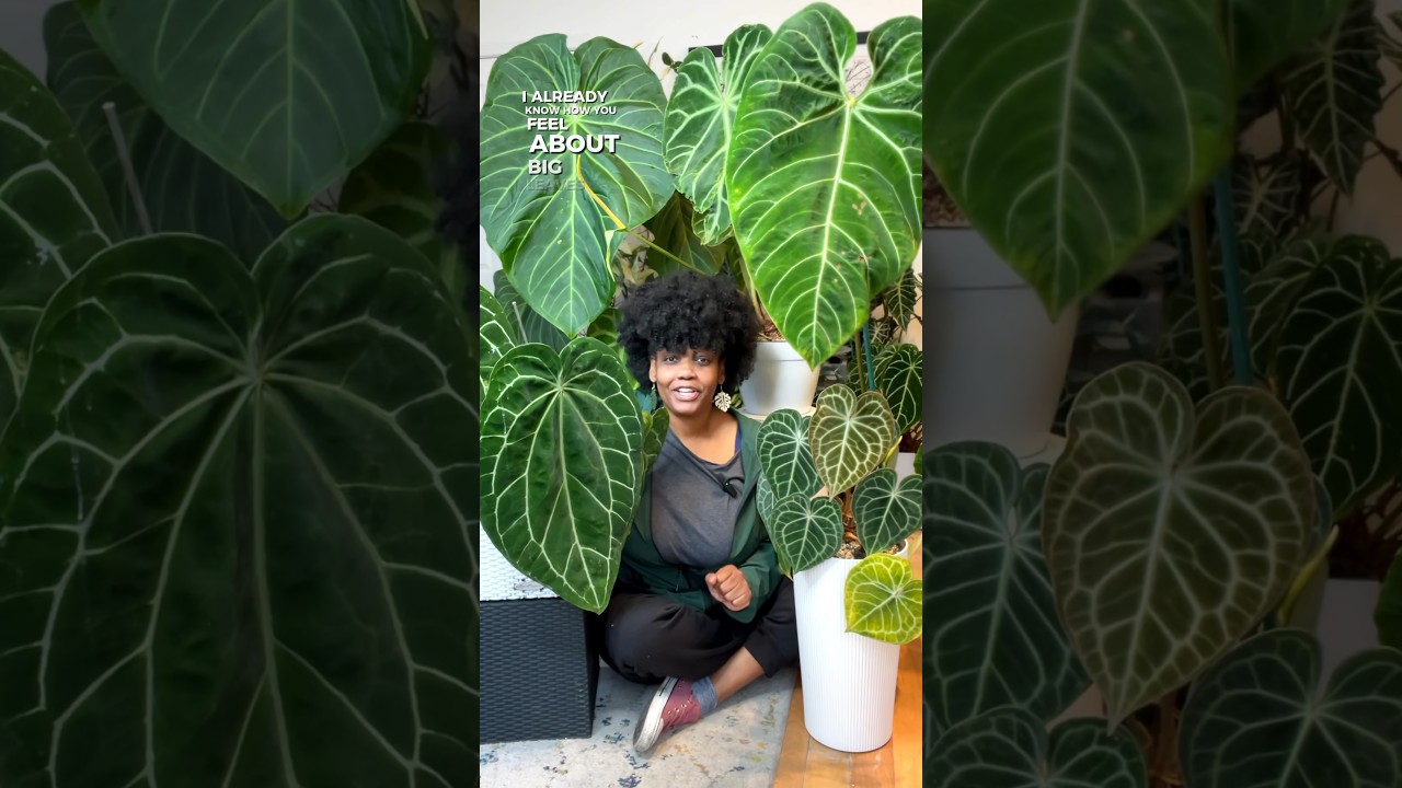 My Anthuriums With the Largest Leaves! - YouTube