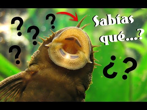 Vídeo: Quants Blocs De Silicats De Gas Hi Ha Al Palet? Pes De La Paleta, Nombre De Peces De Silicat De Gas 250x300x600, 600x300x200 I Altres Mides