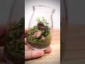 Adding springtails to a mini terrarium