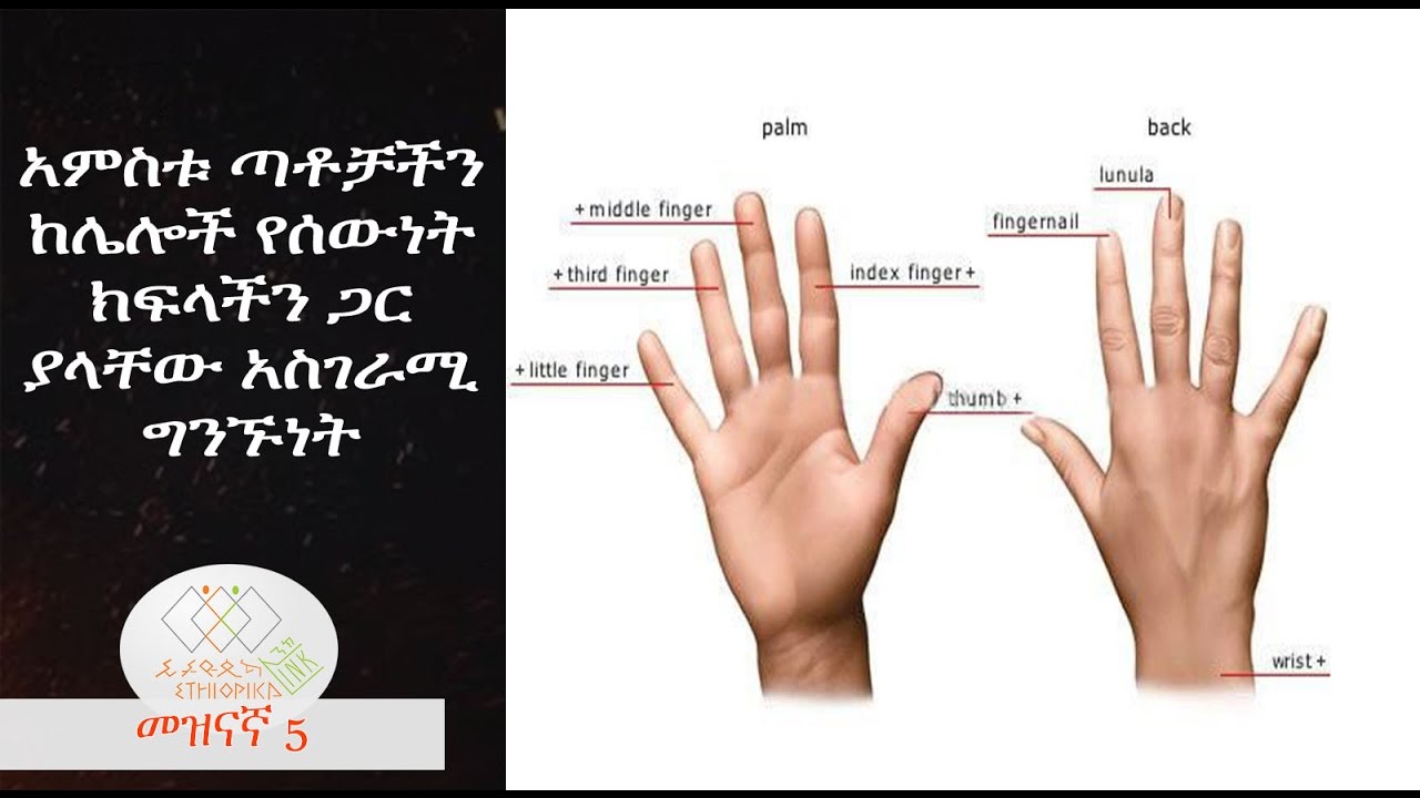 How are the Fingers Connected with the Organs,EthiopikaLink YouTube