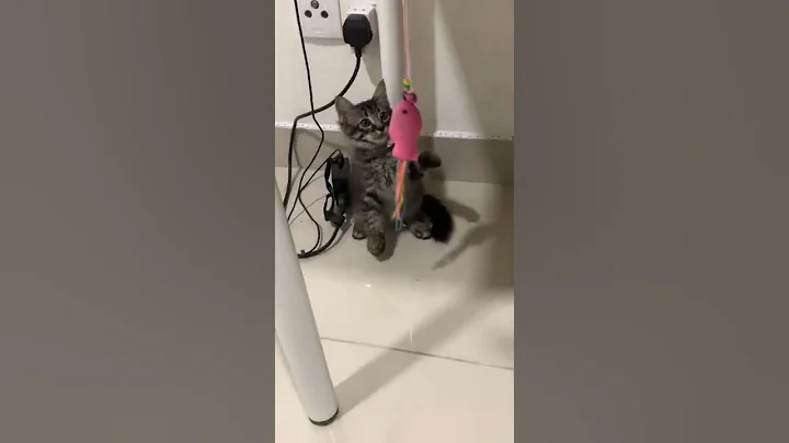 Watch the video about Maine Coon + Scottish Fold Kitten For Adoption - 1 Month, Mika from Cyberjaya , Selangor