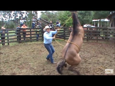 Doma Racional Cavalo Xucro no Paraná