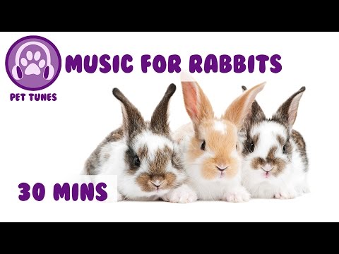 Musique! Relaxation pour les lapins! Musique de lapin pour aider à apaiser votre lapin