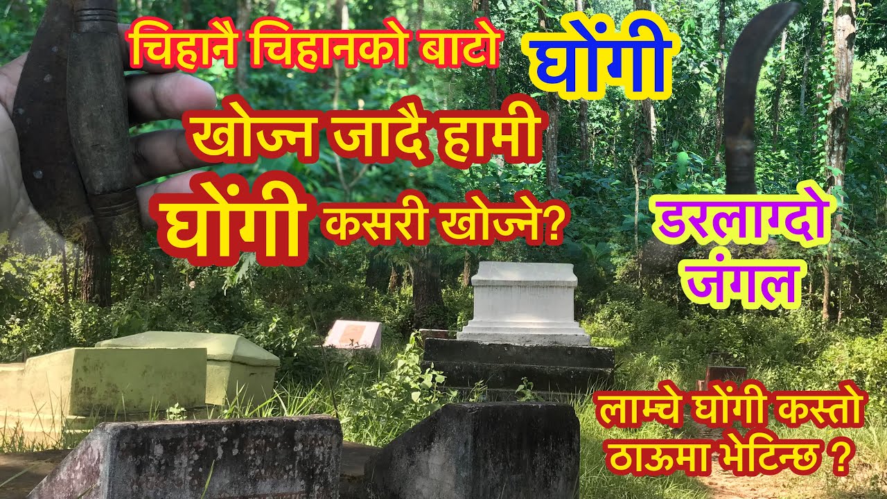 Ghongi kaha painchha, ghongi kasari khojne || survival,snails hunting in forest river,laamche ghongi