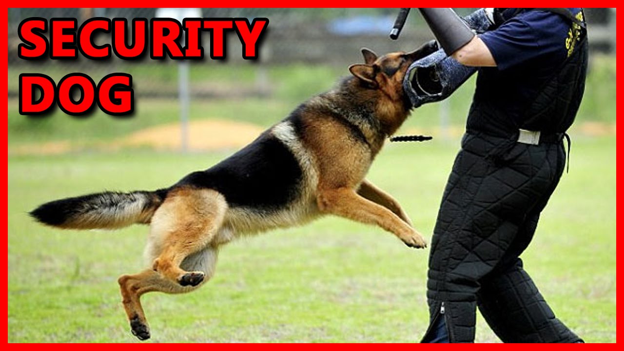 Incredible Security Dog training 2016 funny video YouTube