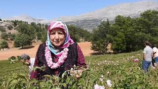 Razi̇ye Balci Hanim Kesme Gül Bahçeleri̇ni̇ Gezi̇yoruz