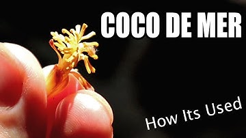 COCO DE MER : My Hunt for the Tree of Knowledge (Part 4 of 5) - Weird Fruit Explorer Ep 400
