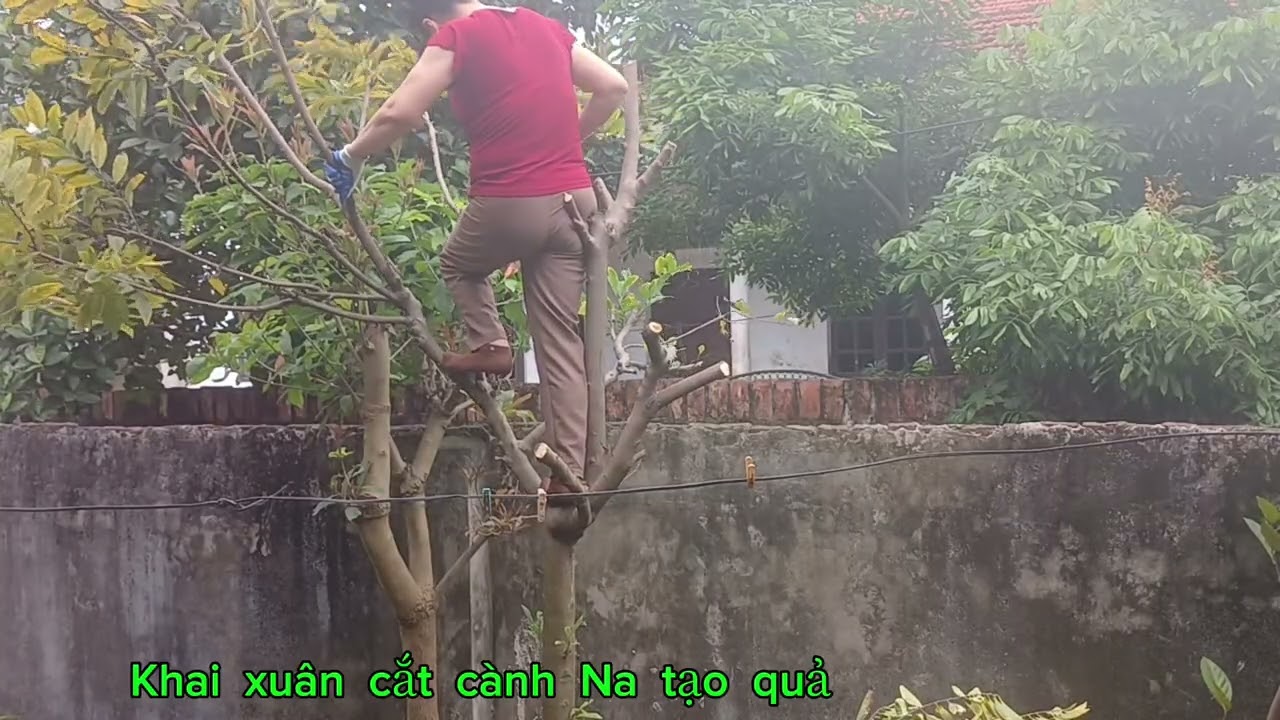 Đầu  năm  khai xuân  cắt  tỉa  cành  na tạo  Quả  8- 1 âm  lịch  2026