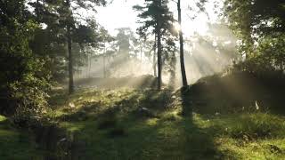 Escape Into Pure Serenity: Dreamy Piano & Forest Sounds for Ultimate Relaxation