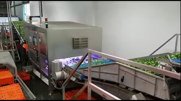 Discovery sorting machine for Lamb
